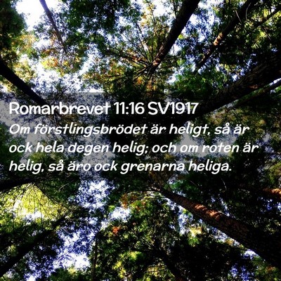 Picture 02 - Romarbrevet 11:16 SV1917 - Om förstlingsbrödet är heligt, så är ock - Bible Verse Picture