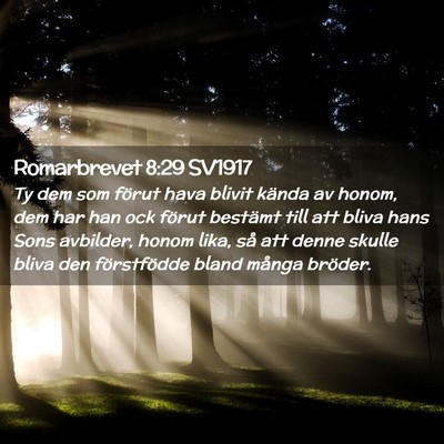 Picture 02 - Romarbrevet 8:29 SV1917 - Ty dem som förut hava blivit kända av honom, - Bible Verse Picture