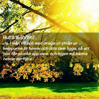 Picture 02 - Rut 2:16 SV1917 - Ja, I mån till och med draga ut strån ur - Bible Verse Picture