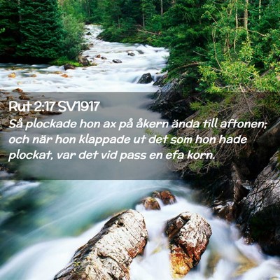 Picture 02 - Rut 2:17 SV1917 - Så plockade hon ax på åkern ända till - Bible Verse Picture