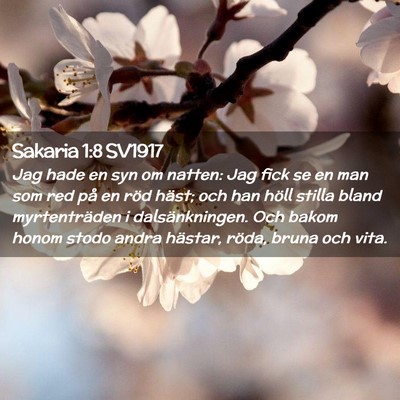 Picture 02 - Sakaria 1:8 SV1917 - Jag hade en syn om natten: Jag fick se en man som - Bible Verse Picture