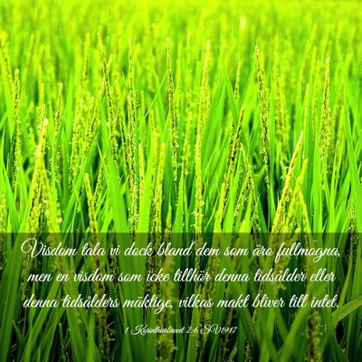 Picture 03 - 1 Korinthierbrevet 2:6 SV1917 - Visdom tala vi dock bland dem som äro fullmogna, - Bible Verse Picture