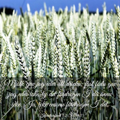 Picture 03 - 1 Korinthierbrevet 3:2 SV1917 - Mjölk gav jag eder att dricka; fast föda gav - Bible Verse Picture