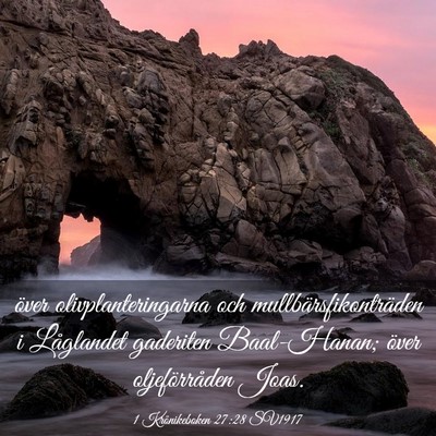 Picture 03 - 1 Krönikeboken 27:28 SV1917 - över olivplanteringarna och - Bible Verse Picture