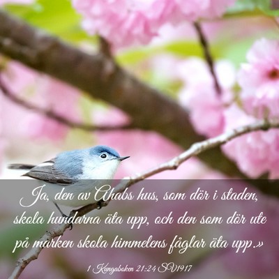 Picture 03 - 1 Kungaboken 21:24 SV1917 - Ja, den av Ahabs hus, som dör i staden, skola - Bible Verse Picture