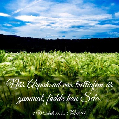 Picture 03 - 1 Mosebok 11:12 SV1917 - När Arpaksad var trettiofem år gammal, födde - Bible Verse Picture