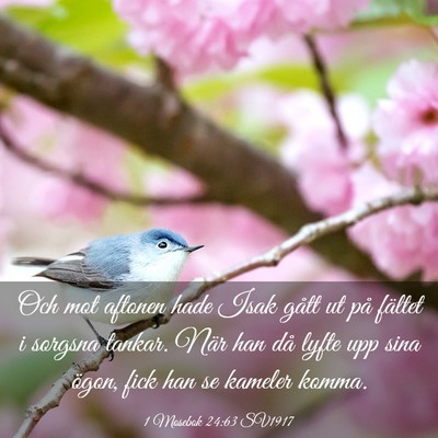 Picture 03 - 1 Mosebok 24:63 SV1917 - Och mot aftonen hade Isak gått ut på fältet i - Bible Verse Picture