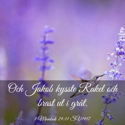 Picture 03 - 1 Mosebok 29:11 SV1917 - Och Jakob kysste Rakel och brast ut i - Bible Verse Picture