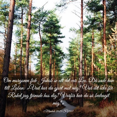 Picture 03 - 1 Mosebok 29:25 SV1917 - Om morgonen fick Jakob se att det var Lea. Då - Bible Verse Picture