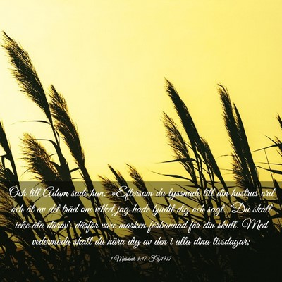 Picture 03 - 1 Mosebok 3:17 SV1917 - Och till Adam sade han: »Eftersom du lyssnade - Bible Verse Picture