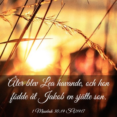 Picture 03 - 1 Mosebok 30:19 SV1917 - Åter blev Lea havande, och hon födde åt Jakob - Bible Verse Picture