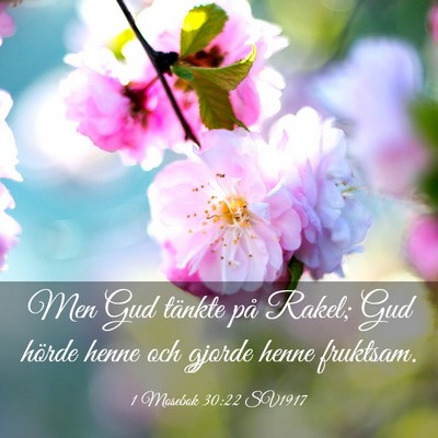 Picture 03 - 1 Mosebok 30:22 SV1917 - Men Gud tänkte på Rakel; Gud hörde henne och - Bible Verse Picture
