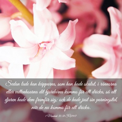 Picture 03 - 1 Mosebok 30:38 SV1917 - Sedan lade han käpparna, som han hade skalat, i - Bible Verse Picture