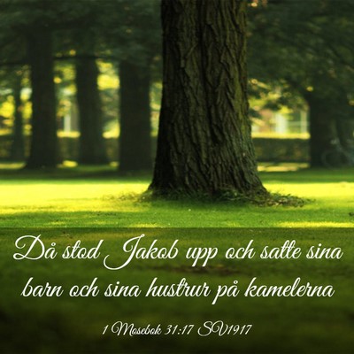 Picture 03 - 1 Mosebok 31:17 SV1917 - Då stod Jakob upp och satte sina barn och sina - Bible Verse Picture