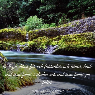 Picture 03 - 1 Mosebok 34:28 SV1917 - de togo deras får och fäkreatur och åsnor, - Bible Verse Picture