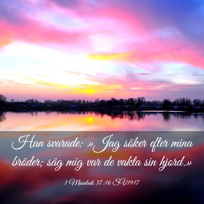 Picture 03 - 1 Mosebok 37:16 SV1917 - Han svarade: »Jag söker efter mina bröder; - Bible Verse Picture