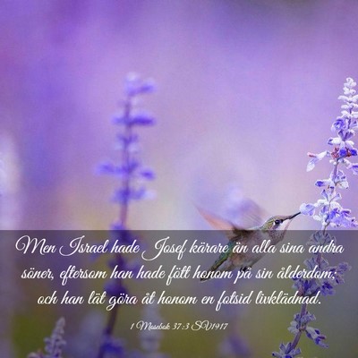 Picture 03 - 1 Mosebok 37:3 SV1917 - Men Israel hade Josef kärare än alla sina andra - Bible Verse Picture
