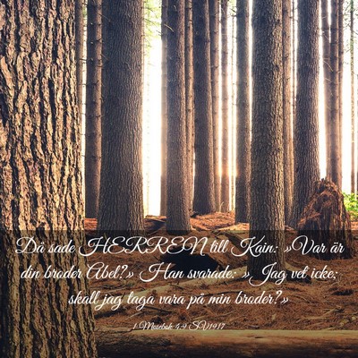 Picture 03 - 1 Mosebok 4:9 SV1917 - Då sade HERREN till Kain: »Var är din broder - Bible Verse Picture