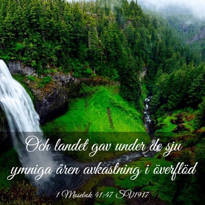 Picture 03 - 1 Mosebok 41:47 SV1917 - Och landet gav under de sju ymniga åren - Bible Verse Picture