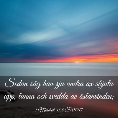Picture 03 - 1 Mosebok 41:6 SV1917 - Sedan såg han sju andra ax skjuta upp, tunna och - Bible Verse Picture