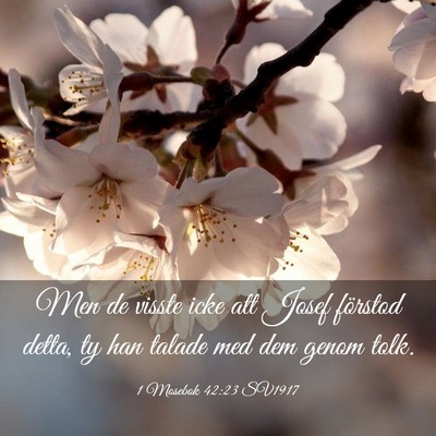 Picture 03 - 1 Mosebok 42:23 SV1917 - Men de visste icke att Josef förstod detta, ty - Bible Verse Picture