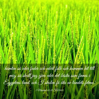 Picture 03 - 1 Mosebok 45:18 SV1917 - hämten så eder fader och edert folk och kommen - Bible Verse Picture