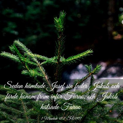 Picture 03 - 1 Mosebok 47:7 SV1917 - Sedan hämtade Josef sin fader Jakob och förde - Bible Verse Picture