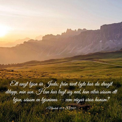 Picture 03 - 1 Mosebok 49:9 SV1917 - Ett ungt lejon är Juda; från rivet byte har du - Bible Verse Picture