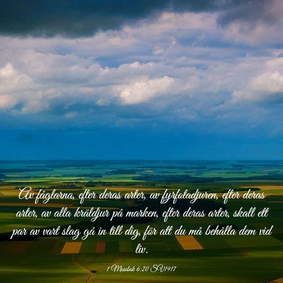 Picture 03 - 1 Mosebok 6:20 SV1917 - Av fåglarna, efter deras arter, av - Bible Verse Picture