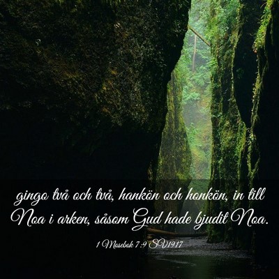Picture 03 - 1 Mosebok 7:9 SV1917 - gingo två och två, hankön och honkön, in till - Bible Verse Picture