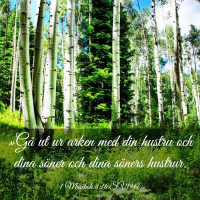 Picture 03 - 1 Mosebok 8:16 SV1917 - »Gå ut ur arken med din hustru och dina söner - Bible Verse Picture