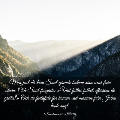 Picture 03 - 1 Samuelsboken 11:5 SV1917 - Men just då kom Saul gående bakom sina oxar - Bible Verse Picture
