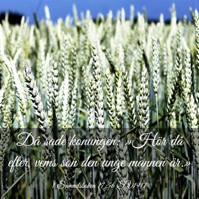 Picture 03 - 1 Samuelsboken 17:56 SV1917 - Då sade konungen: »Hör då efter, vems son den - Bible Verse Picture