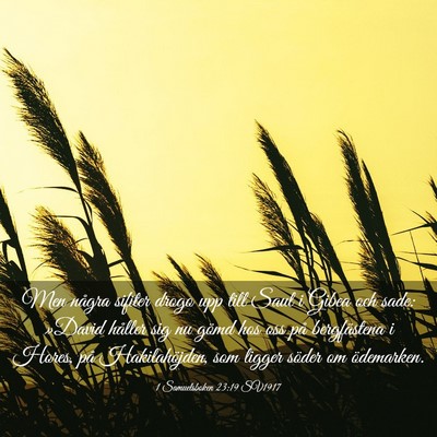 Picture 03 - 1 Samuelsboken 23:19 SV1917 - Men några sifiter drogo upp till Saul i Gibea - Bible Verse Picture