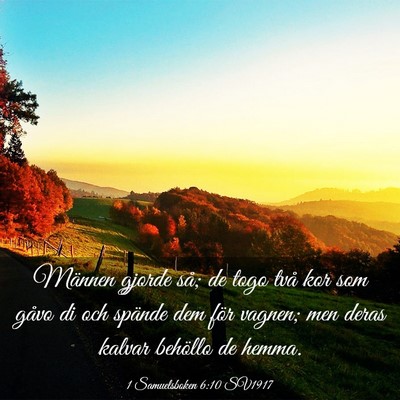 Picture 03 - 1 Samuelsboken 6:10 SV1917 - Männen gjorde så; de togo två kor som gåvo di - Bible Verse Picture
