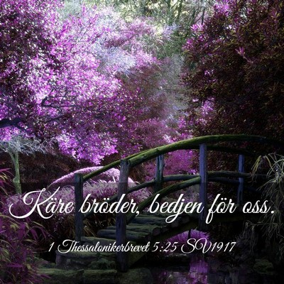Picture 03 - 1 Thessalonikerbrevet 5:25 SV1917 - Käre bröder, bedjen för - Bible Verse Picture