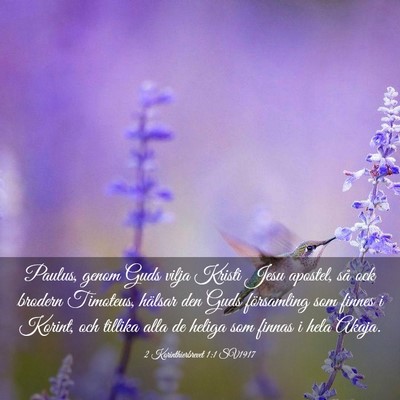 Picture 03 - 2 Korinthierbrevet 1:1 SV1917 - Paulus, genom Guds vilja Kristi Jesu apostel, så - Bible Verse Picture