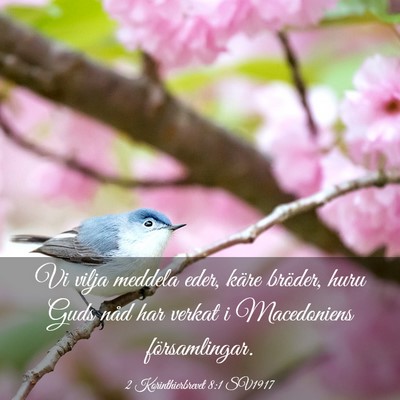Picture 03 - 2 Korinthierbrevet 8:1 SV1917 - Vi vilja meddela eder, käre bröder, huru Guds - Bible Verse Picture