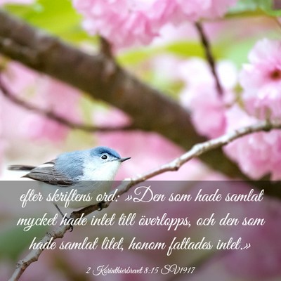 Picture 03 - 2 Korinthierbrevet 8:15 SV1917 - efter skriftens ord: »Den som hade samlat mycket - Bible Verse Picture