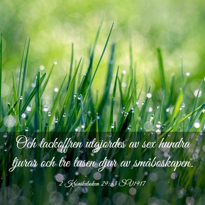 Picture 03 - 2 Krönikeboken 29:33 SV1917 - Och tackoffren utgjordes av sex hundra tjurar och - Bible Verse Picture