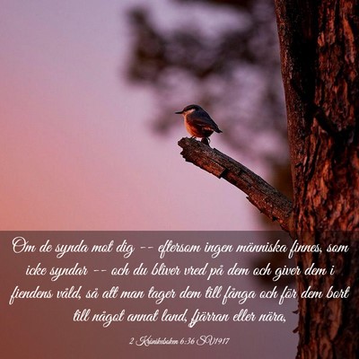 Picture 03 - 2 Krönikeboken 6:36 SV1917 - Om de synda mot dig -- eftersom ingen människa - Bible Verse Picture