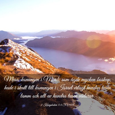 Picture 03 - 2 Kungaboken 3:4 SV1917 - Mesa, konungen i Moab, som ägde mycken boskap, - Bible Verse Picture