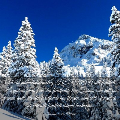 Picture 03 - 2 Mosebok 12:29 SV1917 - Och vid midnattstiden slog HERREN allt - Bible Verse Picture