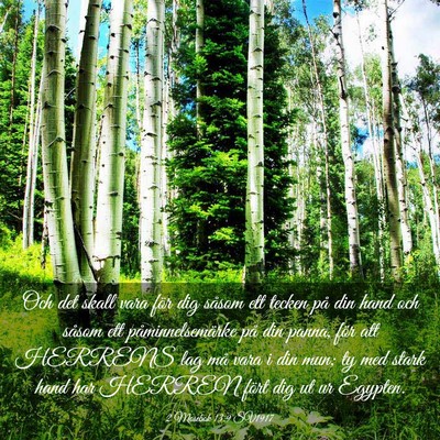 Picture 03 - 2 Mosebok 13:9 SV1917 - Och det skall vara för dig såsom ett tecken på - Bible Verse Picture
