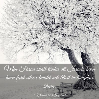 Picture 03 - 2 Mosebok 14:3 SV1917 - Men Farao skall tänka att Israels barn hava - Bible Verse Picture