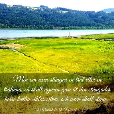 Picture 03 - 2 Mosebok 21:32 SV1917 - Men om oxen stångar en träl eller en trälinna, - Bible Verse Picture