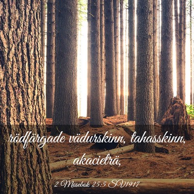 Picture 03 - 2 Mosebok 25:5 SV1917 - rödfärgade vädurskinn, tahasskinn, - Bible Verse Picture