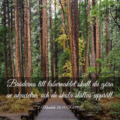 Picture 03 - 2 Mosebok 26:15 SV1917 - Bräderna till tabernaklet skall du göra av - Bible Verse Picture