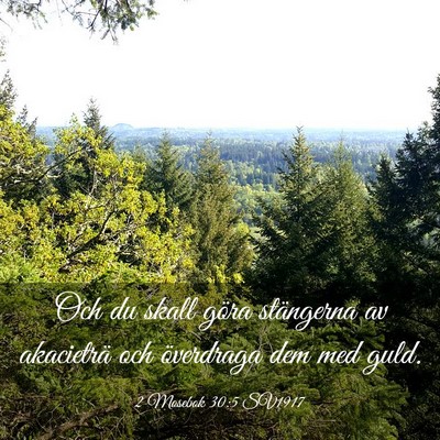 Picture 03 - 2 Mosebok 30:5 SV1917 - Och du skall göra stängerna av akacieträ och - Bible Verse Picture