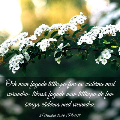 Picture 03 - 2 Mosebok 36:10 SV1917 - Och man fogade tillhopa fem av våderna med - Bible Verse Picture